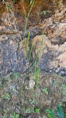 Baccharis trimera