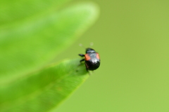 Synolabus bipustulatus