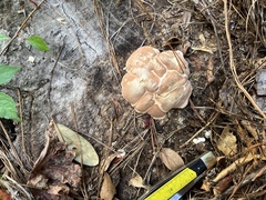 Trichoderma peltatum