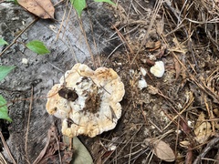 Trichoderma peltatum