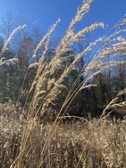 Sorghastrum