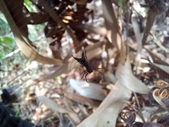 Micrathena spinosa