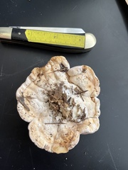 Trichoderma peltatum