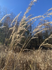 Sorghastrum
