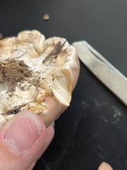 Trichoderma peltatum