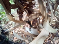 Micrathena spinosa