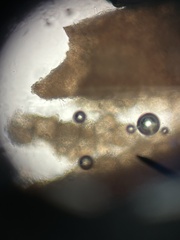 Trichoderma peltatum