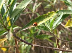 Cycloneda sanguinea