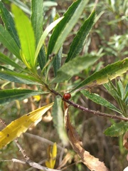 Cycloneda sanguinea