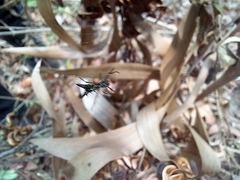 Micrathena spinosa