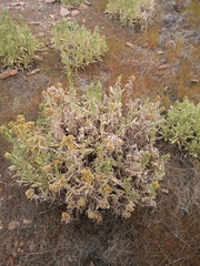 Senecio candidans