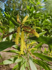 Acacia auriculiformis
