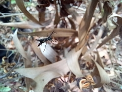 Micrathena spinosa