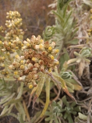 Senecio candidans