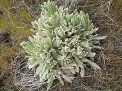 Senecio candidans