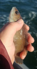 Tautogolabrus adspersus