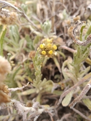 Senecio candidans