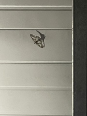 Melanthia procellata