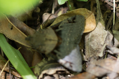 Melipotis nigrobasis