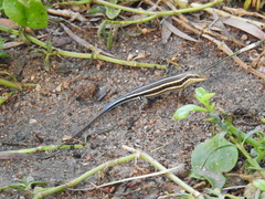 Trachylepis quinquetaeniata