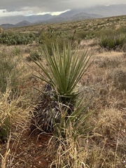 Yucca baccata brevifolia