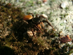 Carrhotus xanthogramma