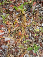 Cassytha filiformis