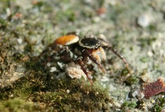 Carrhotus xanthogramma