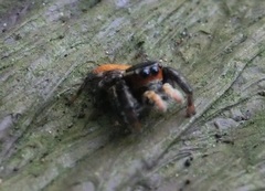 Carrhotus xanthogramma