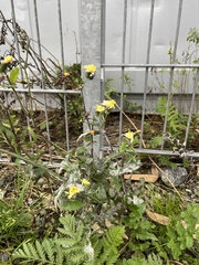 Sonchus oleraceus