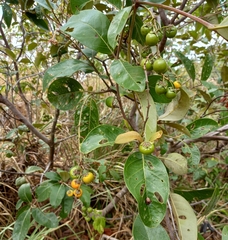 Byrsonima crassifolia