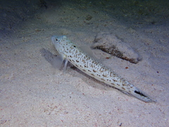 Parapercis hexophtalma
