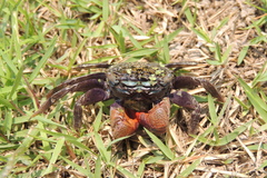 Parasesarma eumolpe