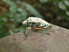 Cantao ocellatus