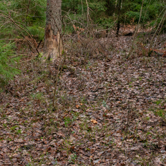 Hydnum rufescens