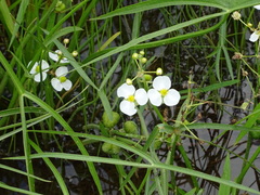 Sagittaria