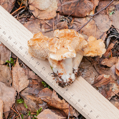 Hydnum rufescens