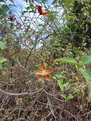 Angiospermae