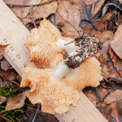 Hydnum rufescens