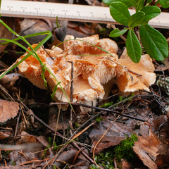 Hydnum rufescens