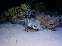 Cyclichthys spilostylus