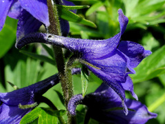 Delphinium elatum