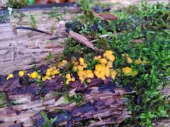 Dacrymyces