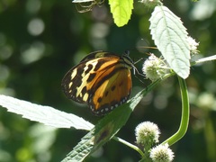 Tithorea harmonia