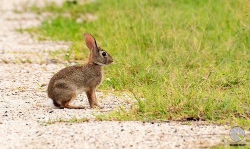 Yucatan Cottontail