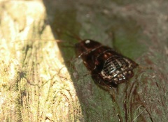 Sorineuchora nigra