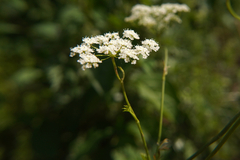 Pimpinella