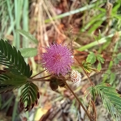 Fabaceae