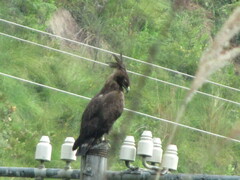 Lophaetus occipitalis