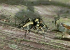 Ptocasius strupifer
